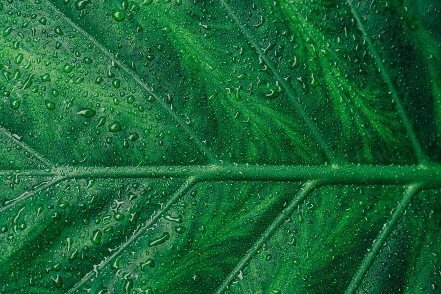 Greenwashing in Finance: Unmasking ESG Misrepresentation and Ensuring Transparency