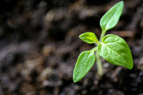 The ESG Liquidity Dilemma: Are Sustainable Investments Truly Accessible?
